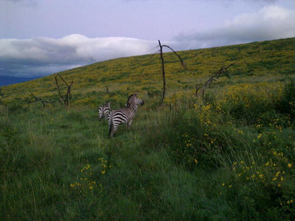 Desending into the Ngorongoro crater. The valley has a carpet of flowers and morning light adds to the drama.