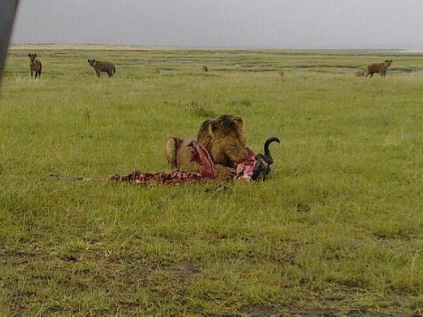 Reporting from the lion terrain. Saw them real close. #awesome