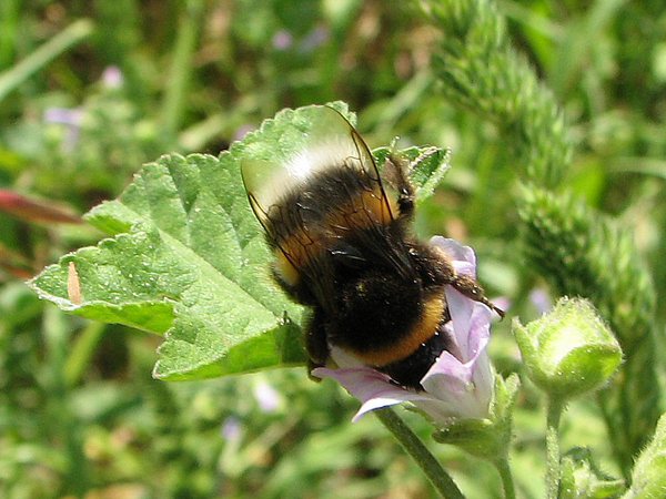 Mmm... nectar! Sweet dreams!
