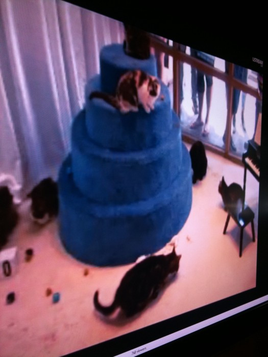Watching Devo's new album stream, with cats! 