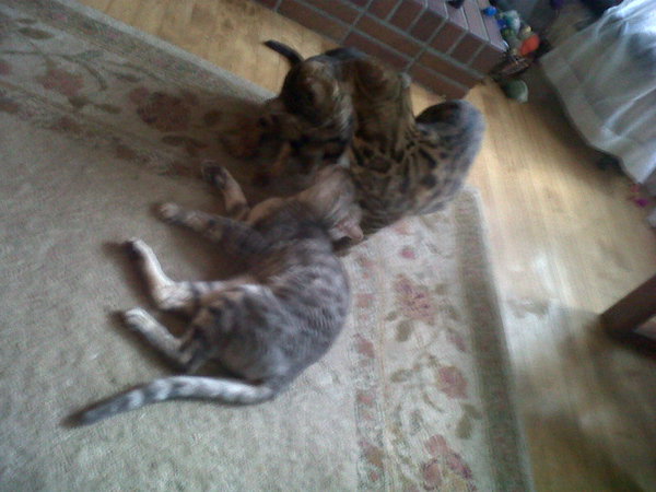 Three bengals washing eachother! This makes me so happy!