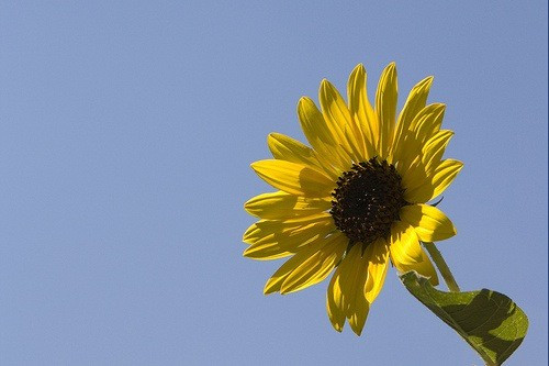 Sunflower on the National Mall at the Smithsonian Folklife Festival. 