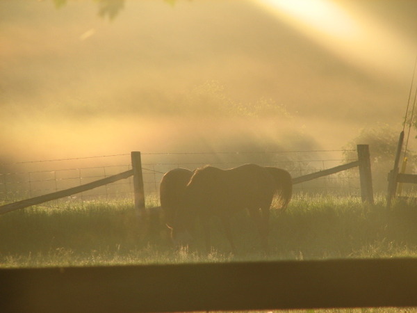 5:30am never looked so good. My stable www.thistleridge.wordpress.com