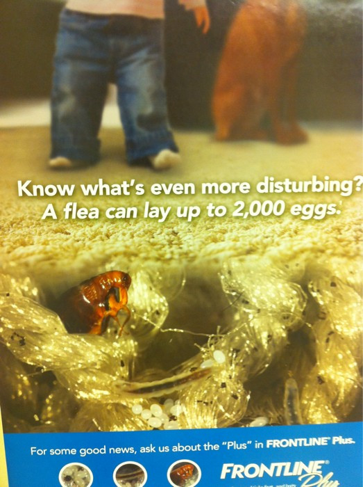 Why is the vet's office full of gross-out scare posters? 