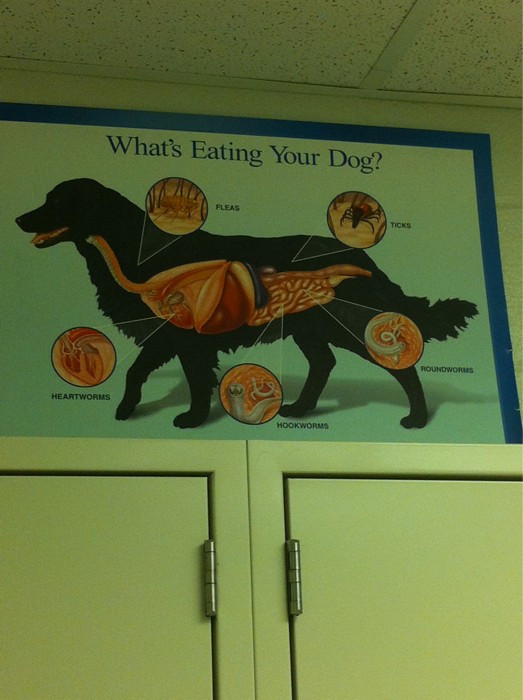 Why is the vet's office full of gross-out scare posters? 
