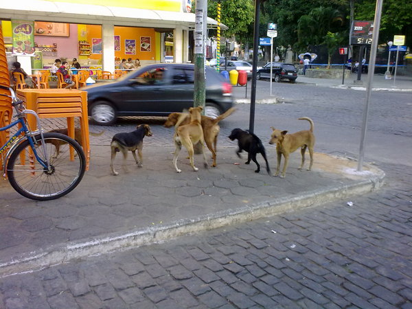 Olha que absurdo, quantos cachorros de rua só em UMA praça. Quero todos p/mim :(