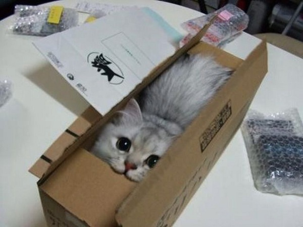 じぶんなごみ用ぬっこぬこ　（・ω・）