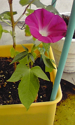 遅く芽を出し、一輪だけ咲いた。