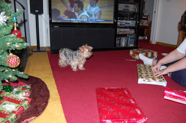 Our yorkie "Dixie" checking out the wrapping technique 