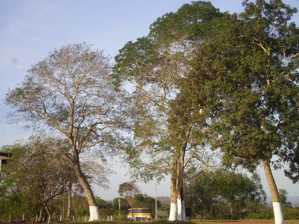 Bonito - MS
