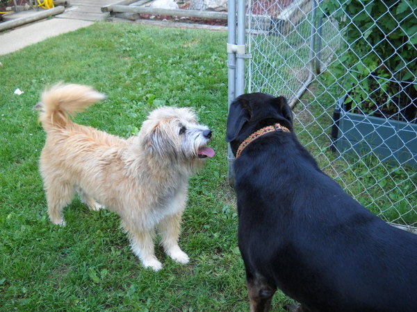 Today marks 2 yrs since Gaby came to live at Chez Smith. 