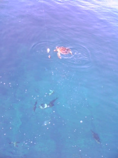 八丈島釣り・亀と魚たち〜♪ #8jo
