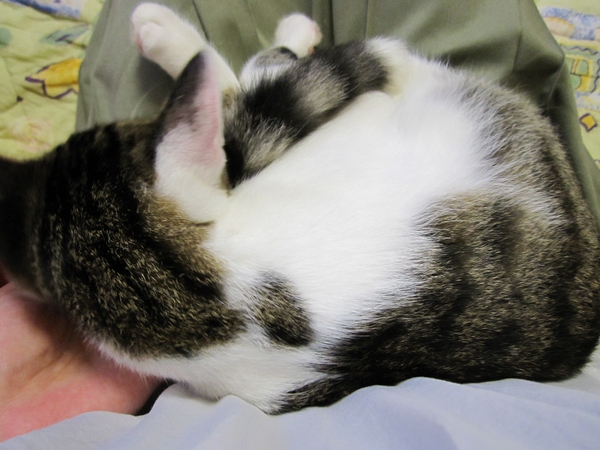 地域猫の取材をしました。このニャンコは私の膝の上に乗って離れません。かわいくてかわいくて…たまらん(^.^)