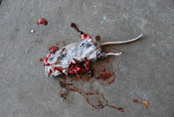 Vote!! What's worse K has jury duty....CA found this in her garage!