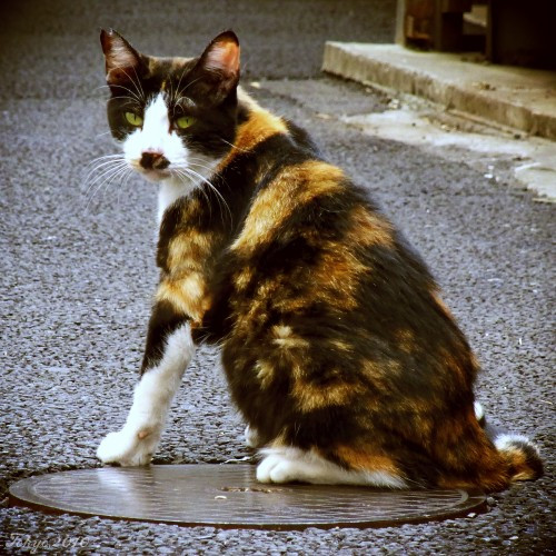 神田の猫。このマンホールの上がお気に入りらしく、よくここにいます。