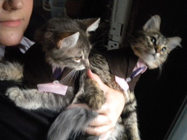 @himymprod my kittens and i are all suited up for the #himym season premiere tonight! woohoo!