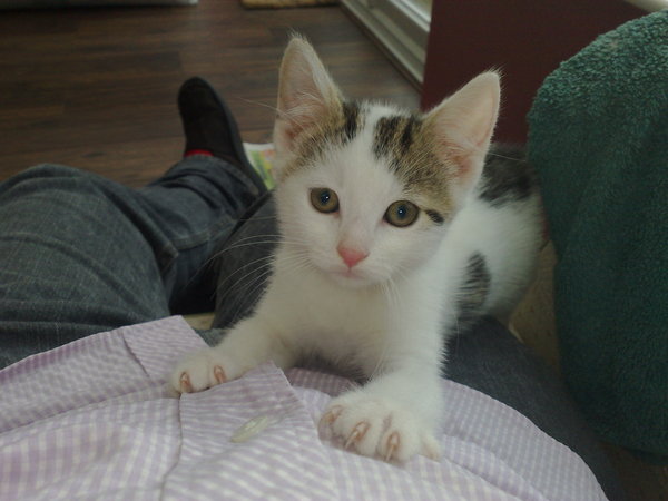 Meet Steve the kitten.