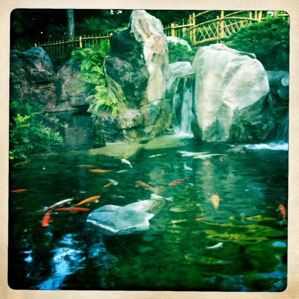 I tried to get a better picture of these fish, but they were being koi ;-)