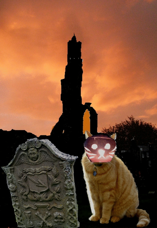 Ahhhh, much better!  @morriscat  #BorisIH4TH #beatcancer #Pawpawty