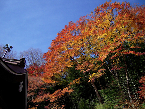 おはようございます。今年は紅葉見物を楽しめそうにないので、写真を見て我慢です。写真は山梨県の昇仙峡の近くにある金桜神社で撮影したもの。青い空とのコンビネーションが綺麗だった。