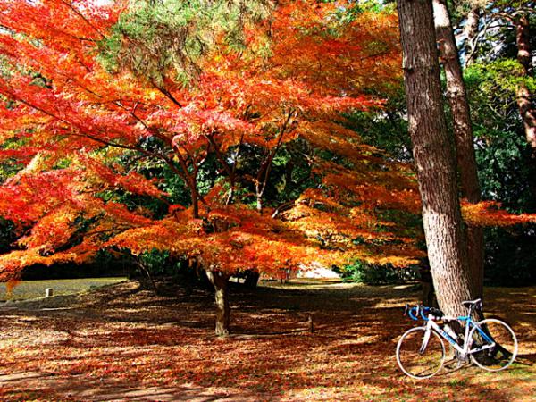 京都御所の紅葉。ここの紅葉も見事です。