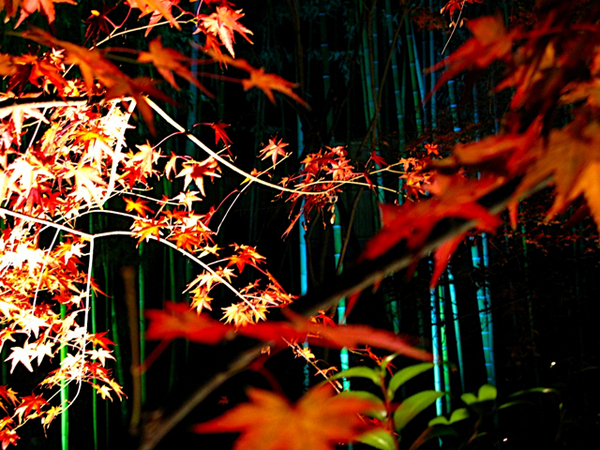 北野天満宮の竹林と紅葉。ライトアップされてとても幻想的な空間でした。