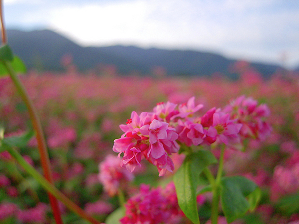 そばの花。今の時期が見頃かな。長野県の伊那で撮影。