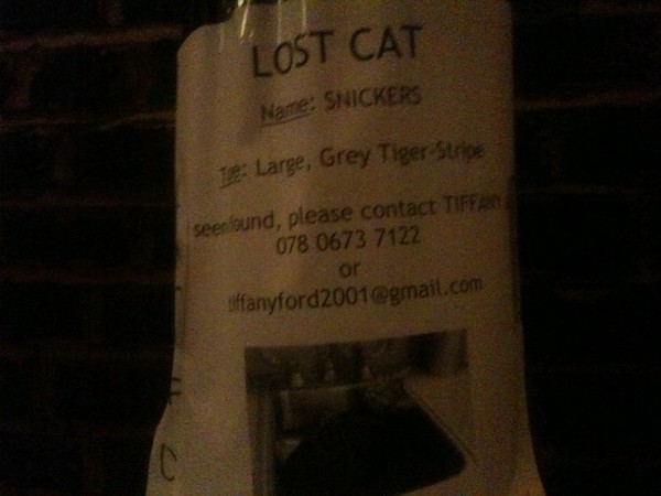 Cat called Snickers missing from Roupell Street area