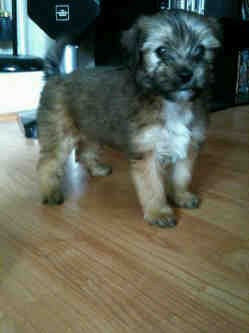 Should i adopt this dog?! special breed mix... dont know?!