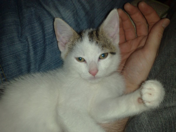 Steve had his second jab today. Four weeks and his nuts are toast.