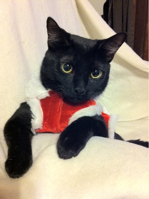 Last one. My cat is unreal.