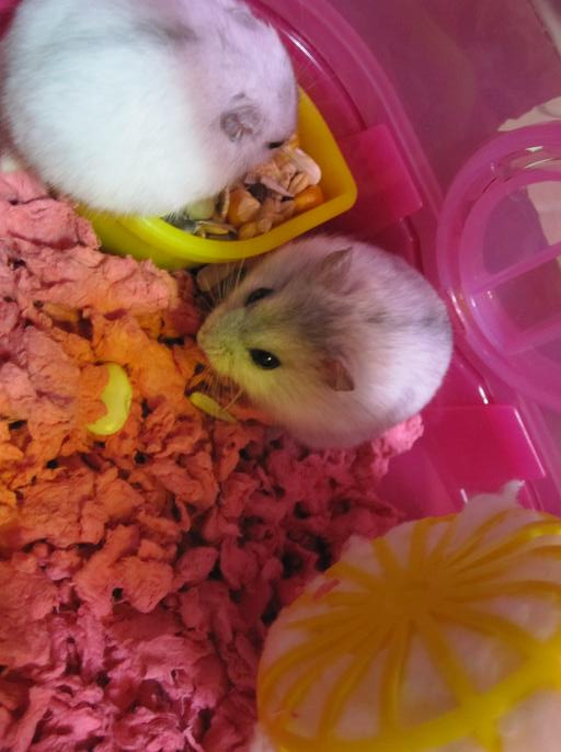 new family member! shushu and konnie (^_^)