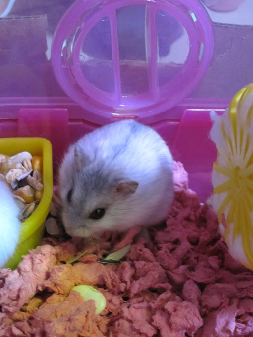 shushu: i'm hungry! *much munch*