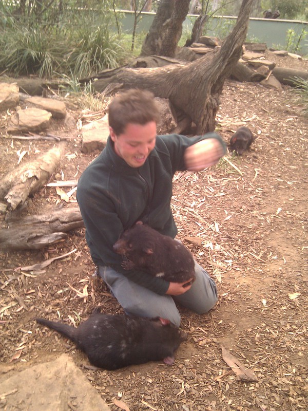Greg Irons from Bonorong demonstrates that Tasmanian Devils are sweeter and cuddlier then their reputation would have you believe.