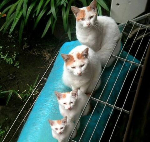 マトリョーシカ猫