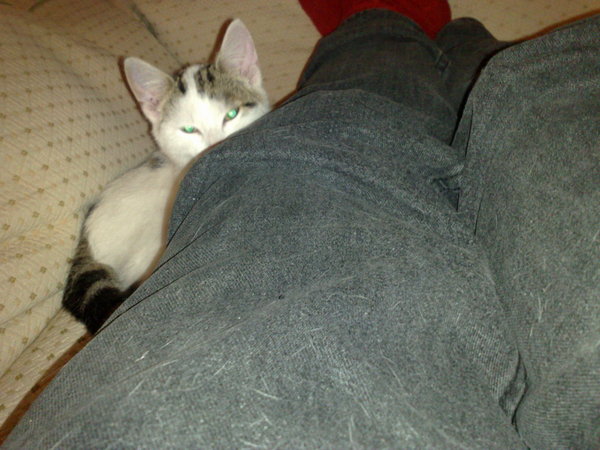 Someone's taken hyperactive kitteh and replaced him with sleepy kitteh.
