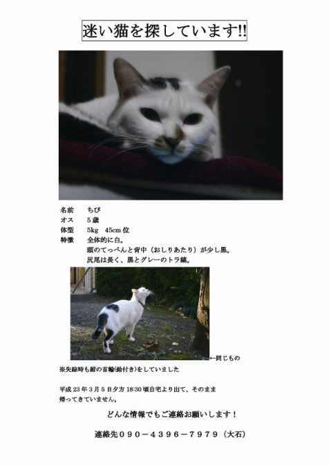 画像が見れないという有難いお申し出を頂き、縮小して再アップしてみます【拡散希望】迷い猫:住所は杉並区堀の内2,3丁目、梅里1丁目、松ノ木1,2丁目あたりです。友人の大切な猫ちゃんです。どんな情報でもご連絡お願いします。 #maigo