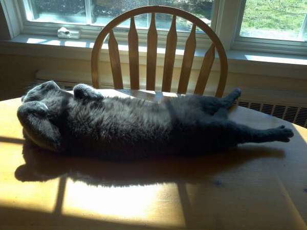 random kitty pic #streeeetch