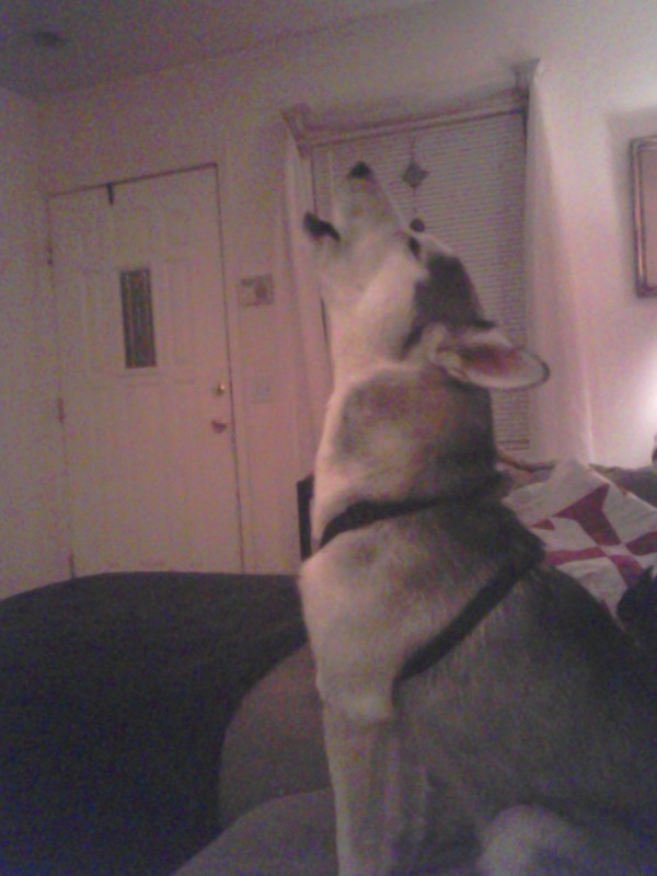 Sasha my Husky howling at the Moon