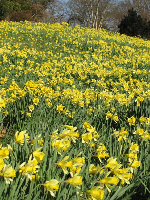 How about this for a sea of golden daffodils. Brockhole Visitor Centre, Windermere today. #Cumbria