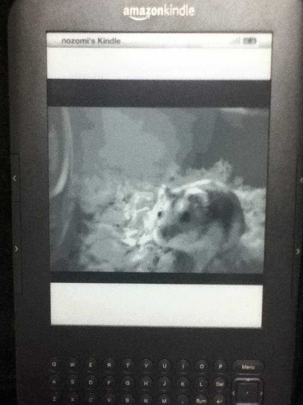 Kindleにもふ玉の写真をいれてみたの(*´∀`*)