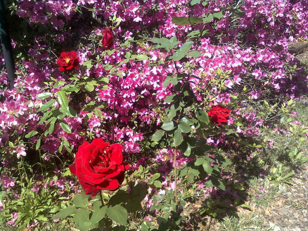 This is the most growth I've ever seen on our bush; the camilias are behind and haven't lost their flowers yet