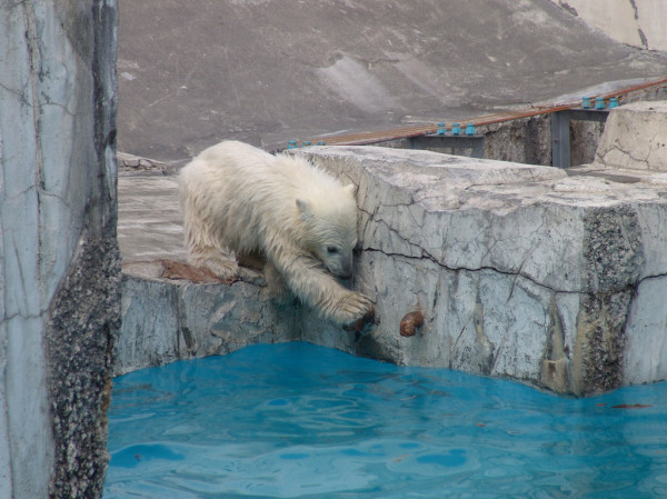 札幌円山動物園のシロクマ〜（その５）