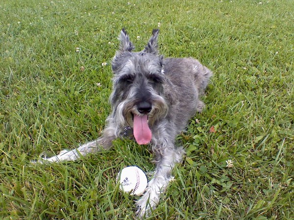 Buckeye is beat after a 2 mile walk