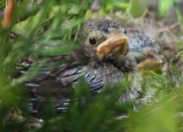 A baby Chipping Sparrow knows that nature is cruel. 4 eggs, one survivor.
