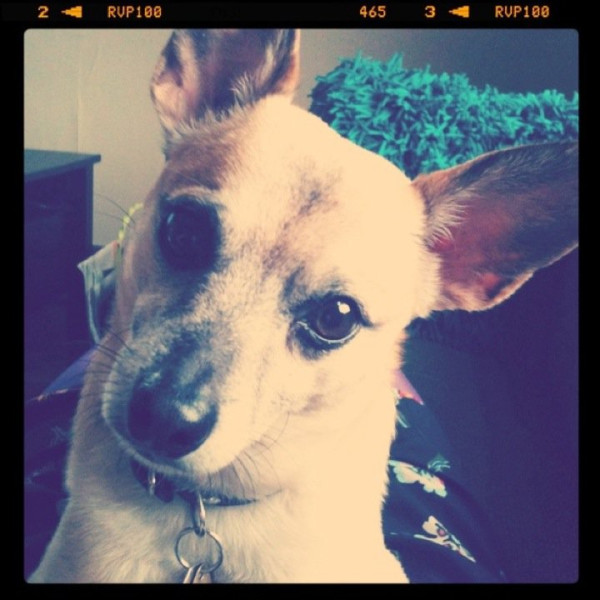 Twitpic