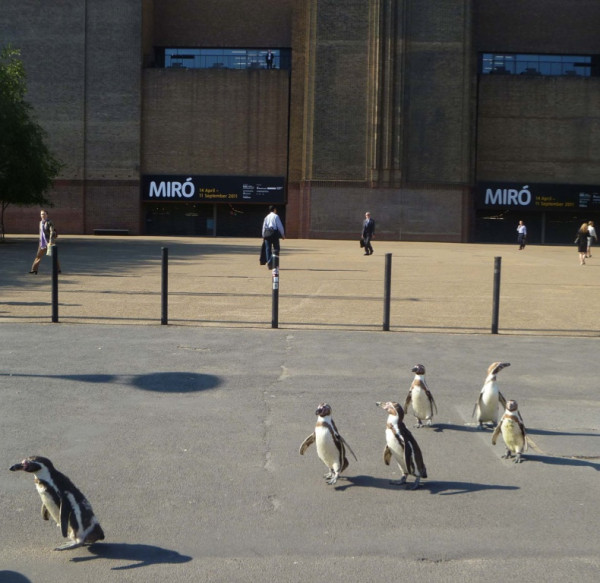 Penguins at Bankside!! 