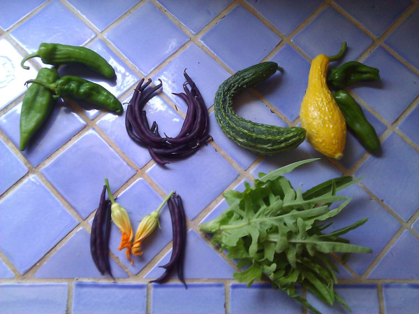 Giving thanks for today's bountiful harvest!