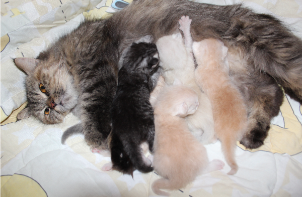 عيالي الـ 6 <3 #pets #kittens
