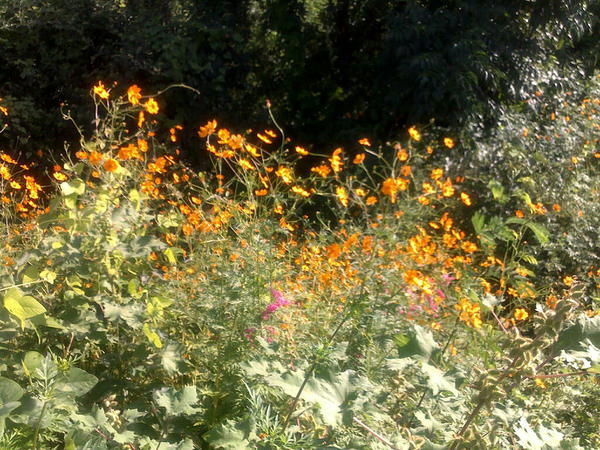 The jungle we live in. Taken during morning walk. #nagpur